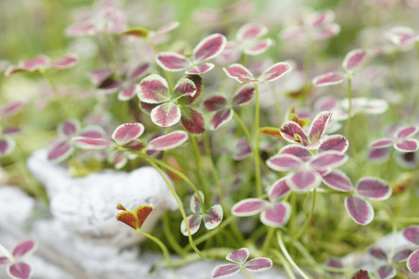 東京で米粉シフォンケーキの教室をお探しの方にお勧めしたいオンラインレッスンの教室 米粉シフォンケーキ専門教室konayuki グルテンフリーとノンオイルの米粉シフォンケーキ専門教室konayuki 岡山県